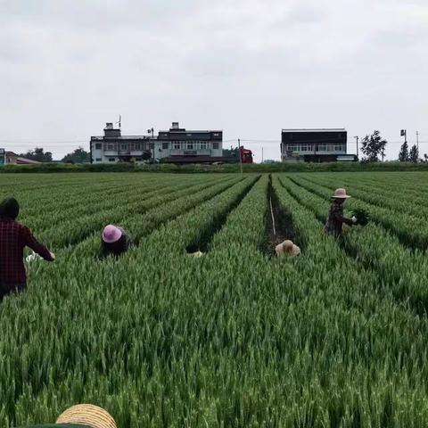 廉村镇：万亩辣椒移栽忙，乡村振兴“辣”劲足