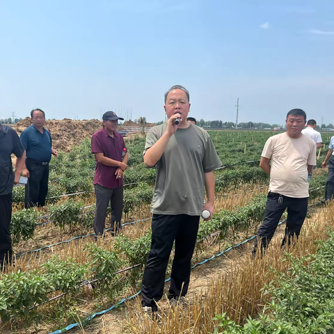 廉村镇开展辣椒产业观摩暨评比活动