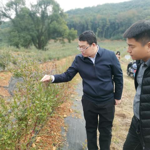 区委办主任陈秋荣带队调研督导乡村振兴工作