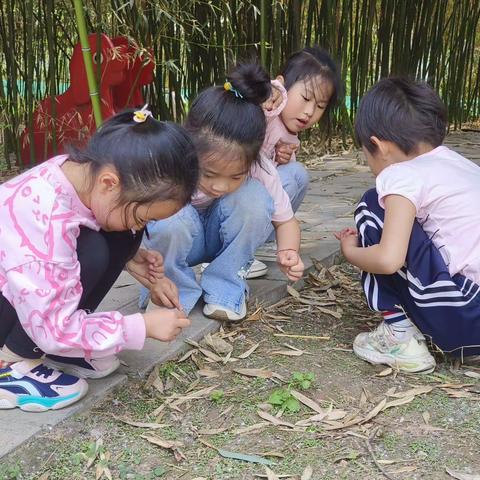 邹平市韩店镇中心幼儿园大一班班本课程《嘿，蚂蚁🐜》