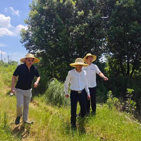 南昌市护路办调研经开区昌北联络线附近放养耕牛隐患问题