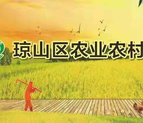 琼山区农业农村局联合琼山区妇联举办种养殖技能培训讲座