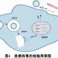 【汽开区六中·课程动态】 化学尖峰信步者（第25期）——流感病毒的克星—磷酸奥司他韦中的化学