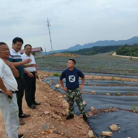 【杨桥殿镇下易村文明实践站】党建引领+大力发展蓝莓产业