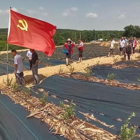 【杨桥殿镇下易村文明实践站】党建引领+无职党员助力乡村振兴