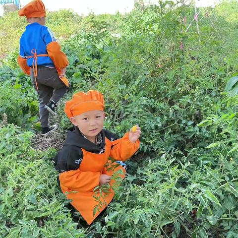 遇见美“食”，“育”教于乐––循化县第二幼儿园——大四班食育课活动纪实