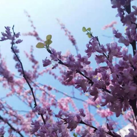 践行新课标，设计创新型课堂——记中小学英语组教研活动