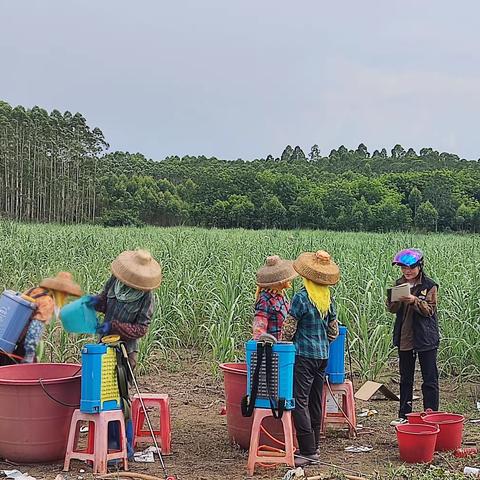 博厚镇常态化推进四个乡土工程