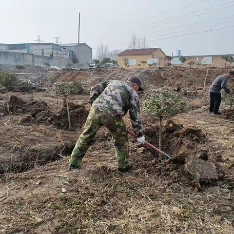 携手添绿，共育希望 ——超星公司为岳店村荒地披上新衣