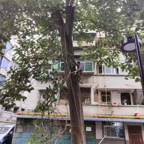 【南北坊社区】砍伐危树除隐患，为民解忧保平安