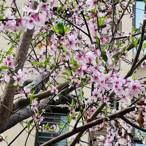 春风行动 披绿添彩 | 天正物业春季绿化帮扶工作