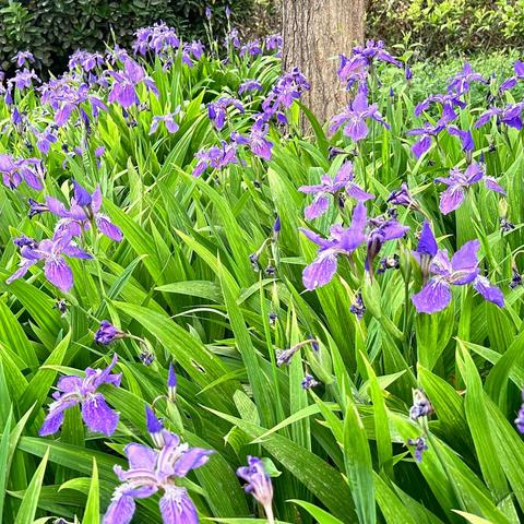 天正物业 | 尚城绿化不负春光不负“青”