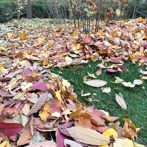 天正物业|落叶缤纷飞  物业秋扫忙