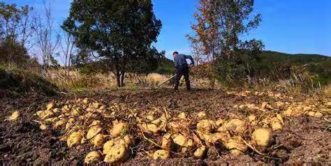 我与红薯的故事