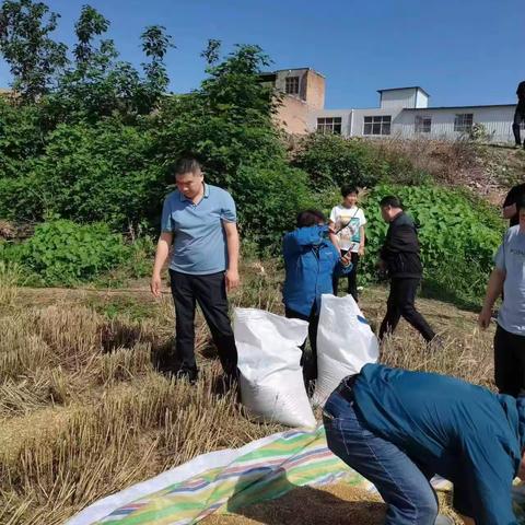 麦浪滚滚 麦香阵阵 《洛龙区科技园街道办事处》“三夏”时节收麦忙