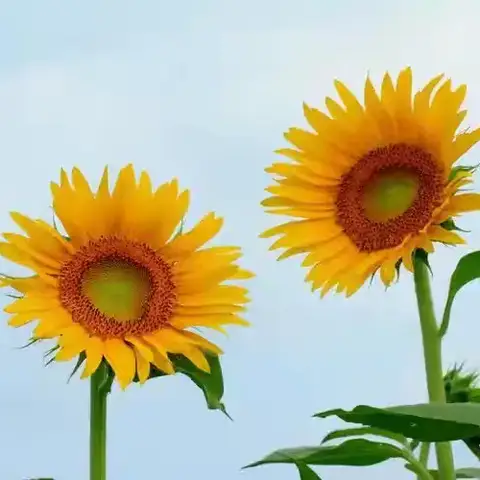 笔耕墨耘处 悄然待花期