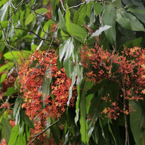 大眼看花@中科院西双版纳热带植物园