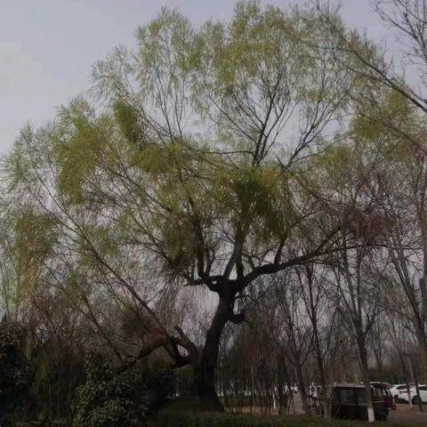 欢声笑语在春天的小河里流淌