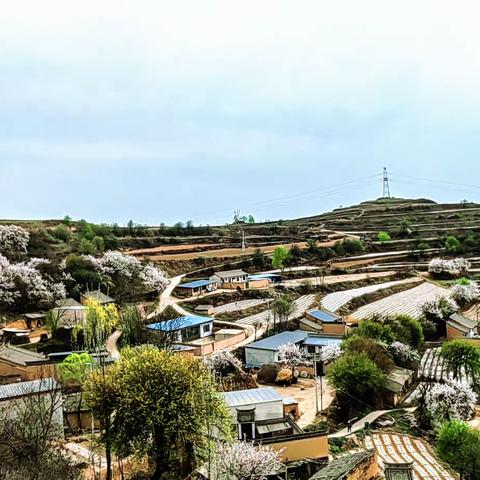 榆盘镇：百里杏花春意闹，正是耕忙好时光