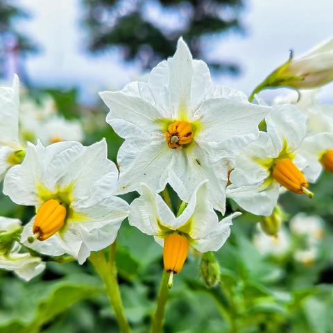武山榆盘：狂爱这漫山的洋芋花海