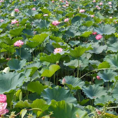 两河口的夏天