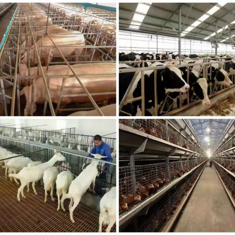 创优培强现代畜牧业  助力更高水平乡村振兴