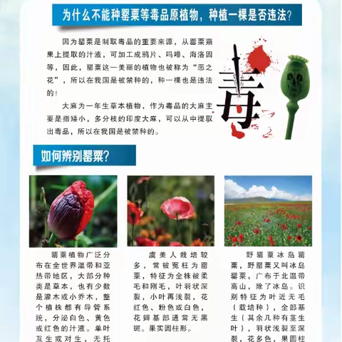 珍爱生命 远离毒品