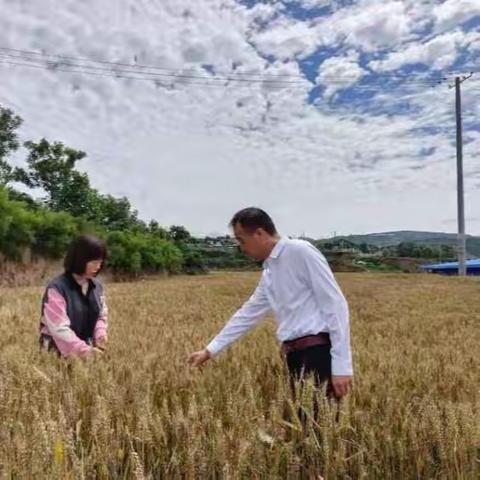 战三夏 保丰收 铜川气象部门坚决打好三夏气象服务硬仗