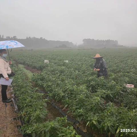 新冠疫情防控新阶段县农技中心技术指导第一小组下乡开展服务