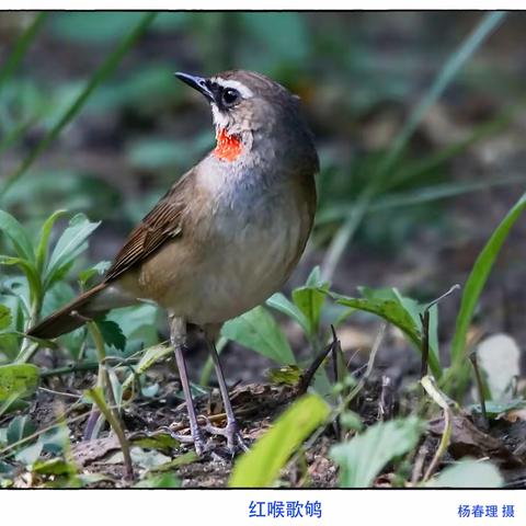 我喜欢拍鸟，为了让更多人懂鸟爱鸟
