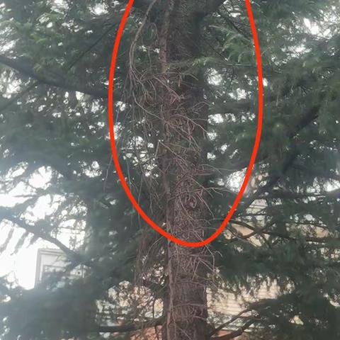 【共康公寓】枯枝高悬存风险，及时修剪除隐患——我为群众办实事