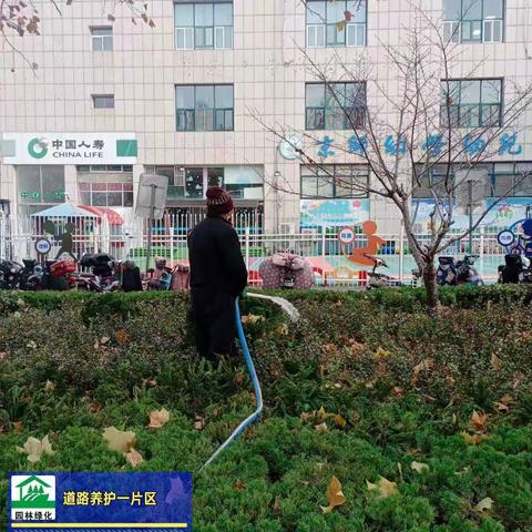 科学浇灌绿化树木 养护园林安全越冬