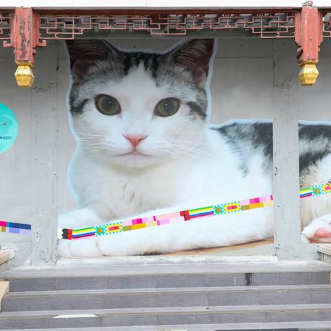 上海老街  猫咪  涂鸦