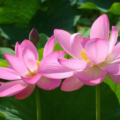 荷艳七月五家渠