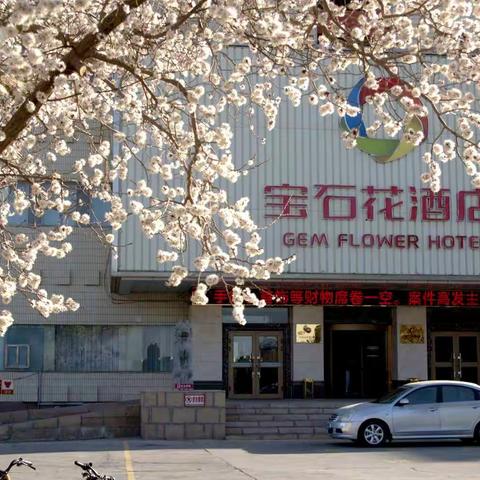 杏花怒放春意浓