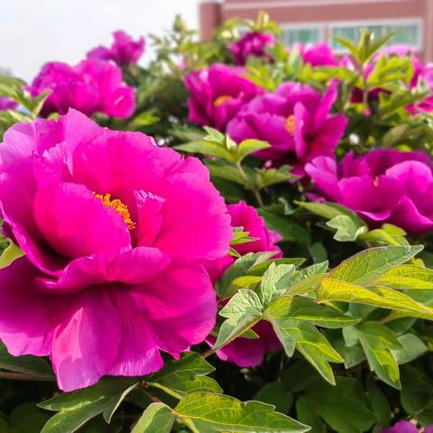 牡丹盛开醉游人