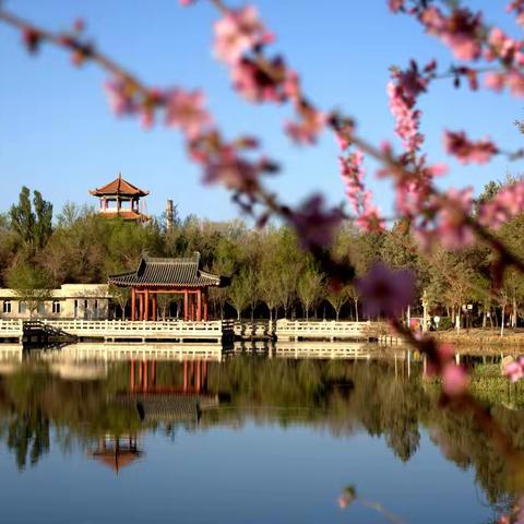四月的哈密石油基地公园，迎来繁花似锦春意盎然的最美高光时刻