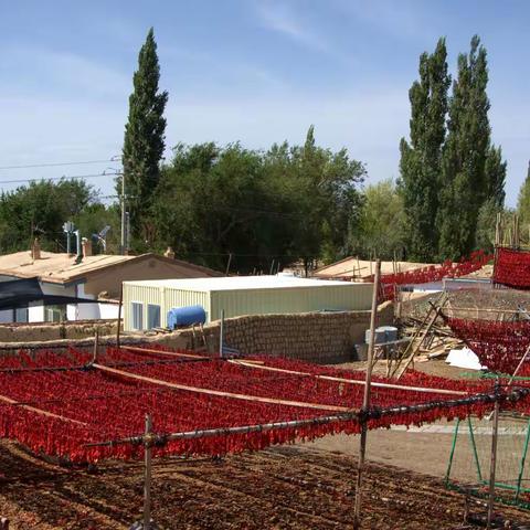 巴里坤三塘湖镇  辣椒托起火红的希望