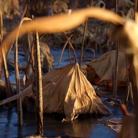 冬日，光影残荷