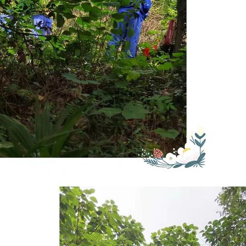 2023年5月22日-5月28日龟山公园绿化养护周工作汇报
