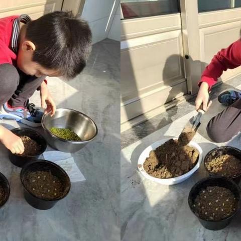 广饶县兴安小学项目化作业之《绿豆宝宝成长记》