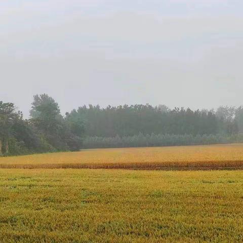 史卫东作品|现代诗·初夏的雨