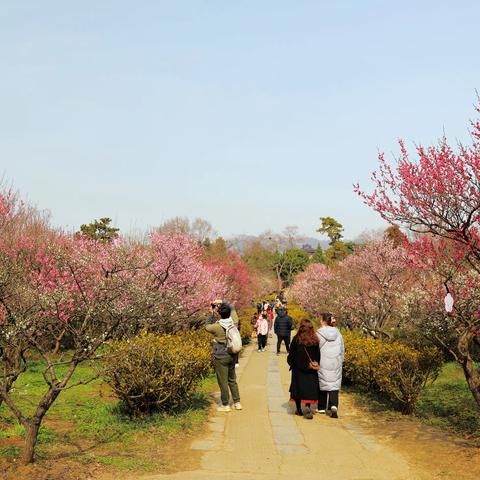 春到梅花山（二）