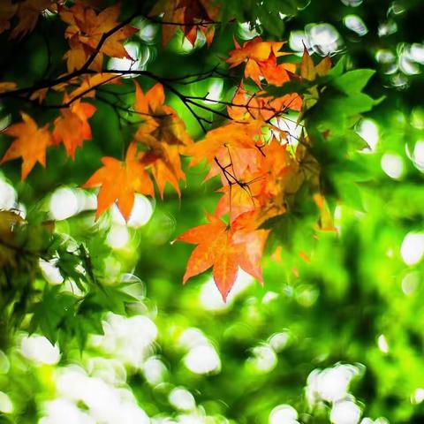 二二班第七周语文小结