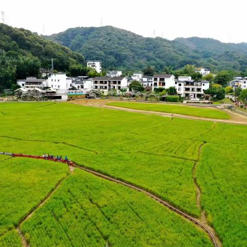 【花枝·雨畔】闲看花开花落