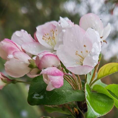 海棠花开醉逢君