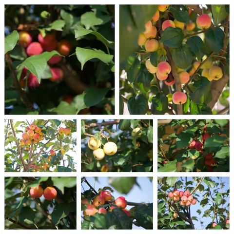 果香满校园！看连小学子把秋天的甜蜜 “摘” 进框里