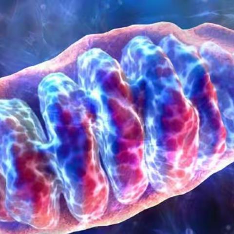 论证男人吃NMN的具体好处和作用，其中十几项效果是真的吗？