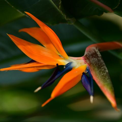 草木一秋（第二集）31--55 配乐电子琴别亦难