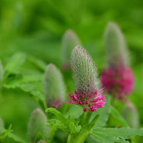 草木一秋（第一集）1--30 配乐 悲情的运命